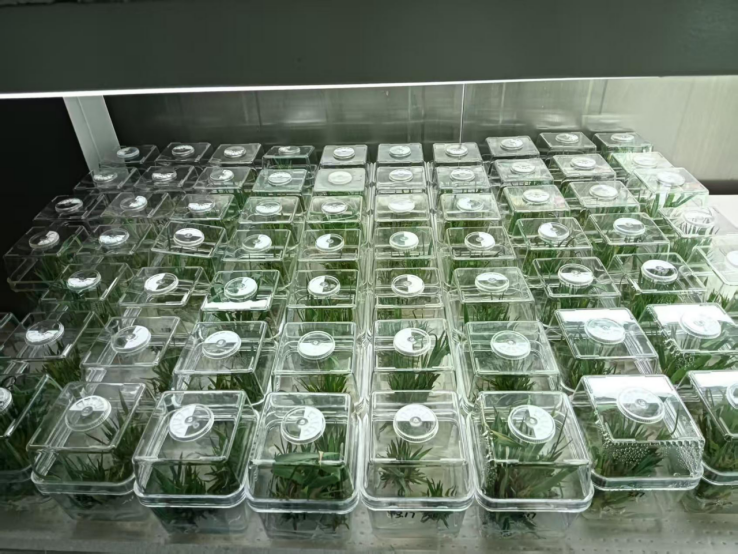 植物遗传转化服务