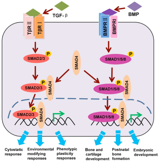 高通量评估 TGF-β 诱导 EMT：CytationC10 助力信号通路研究新突破