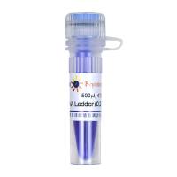 DNA Ladder (0.2-12 kb, 12 bands)