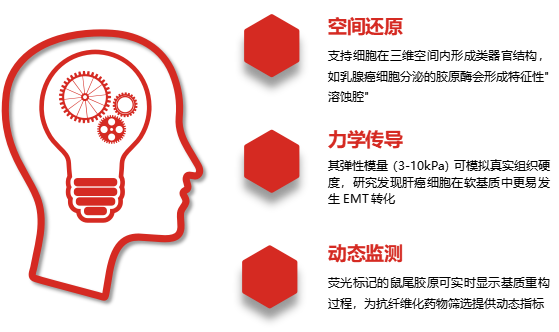 Ⅰ型鼠尾胶 4-3.png Ⅰ型鼠尾胶 4-3.png