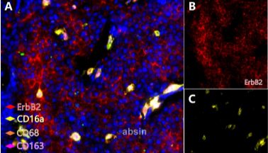 国产无忧，抗体就选爱必信Absin！