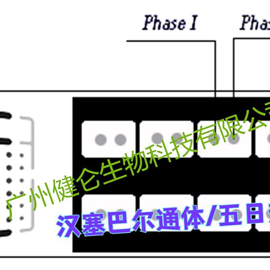 BARTONELLA HENSELAE汉赛/五日热巴尔通体IgG抗体联合检测试剂盒(IFA法)