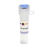 Pyrophosphatase, Inorganic (yeast)