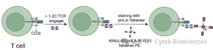 揭开免疫突触奥秘：Amnis®成像流式助力TCR免疫疗法突破肿瘤治疗壁垒
