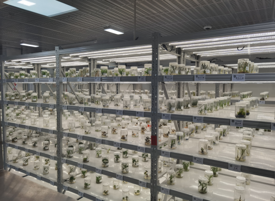 试管苗扩繁服务