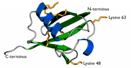 NanoTag-sdAb抗泛素K63生物素现货促销，低至X折