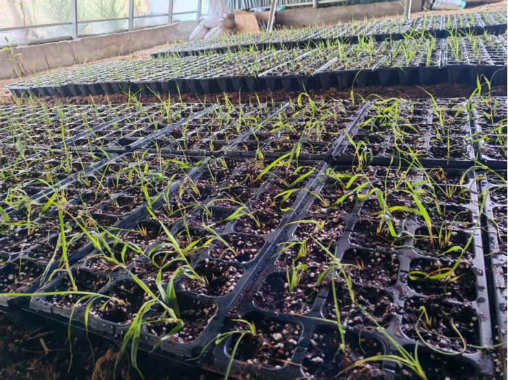 植物遗传转化服务