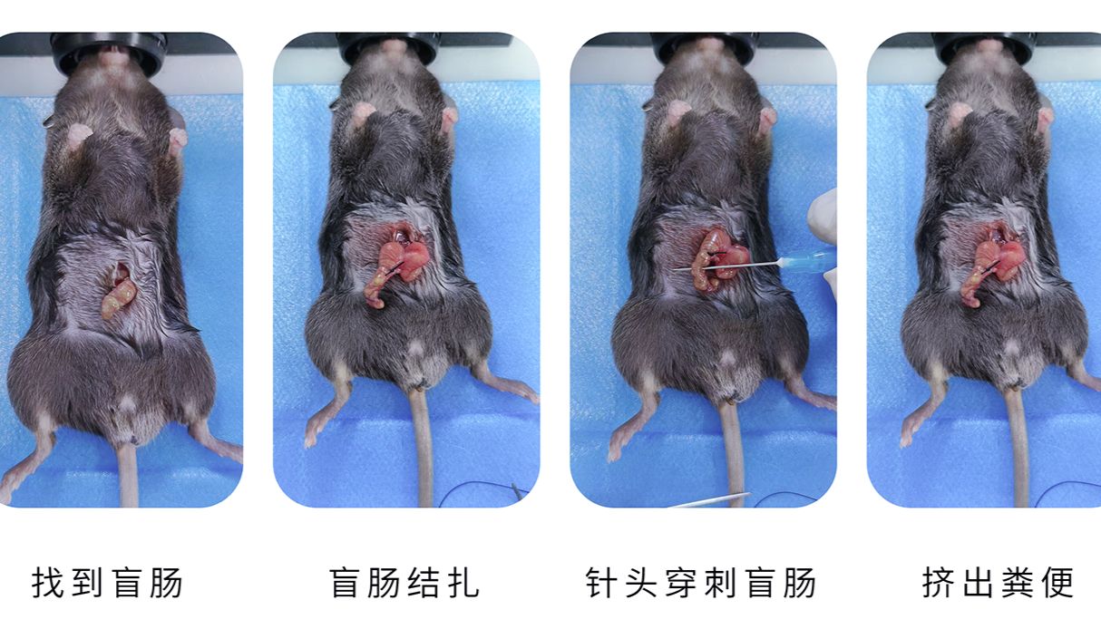 动物模型构建丨盲肠结扎穿刺法（CLP）诱导脓毒症模型