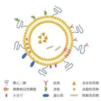PSMA适配体 A10-3.2 修饰的脂质体–金纳米棒杂化平台用于前列腺癌靶向治疗与双模成像