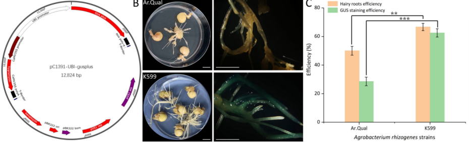 植物遗传转化服务