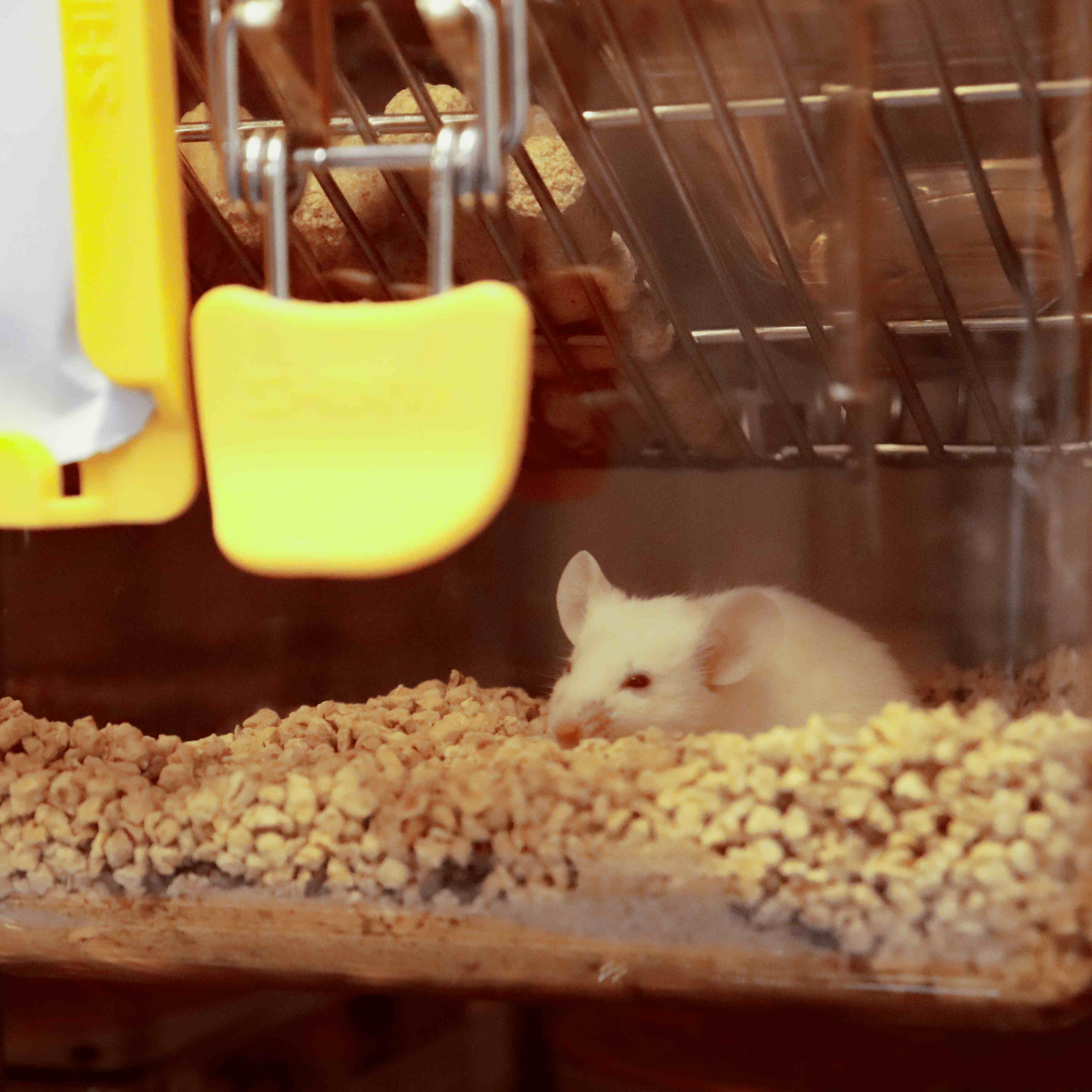 动物实验/动物模型构建