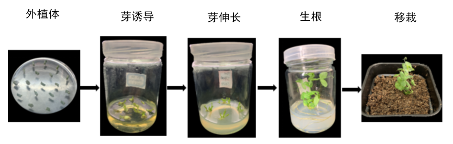植物遗传转化服务