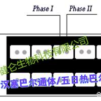 汉赛巴尔通体/五日热巴尔通体IgG/IgM联检试剂盒（IFA荧光玻片法）