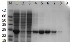 标签蛋白纯化填料全解析：从原理到应用的深度指南
