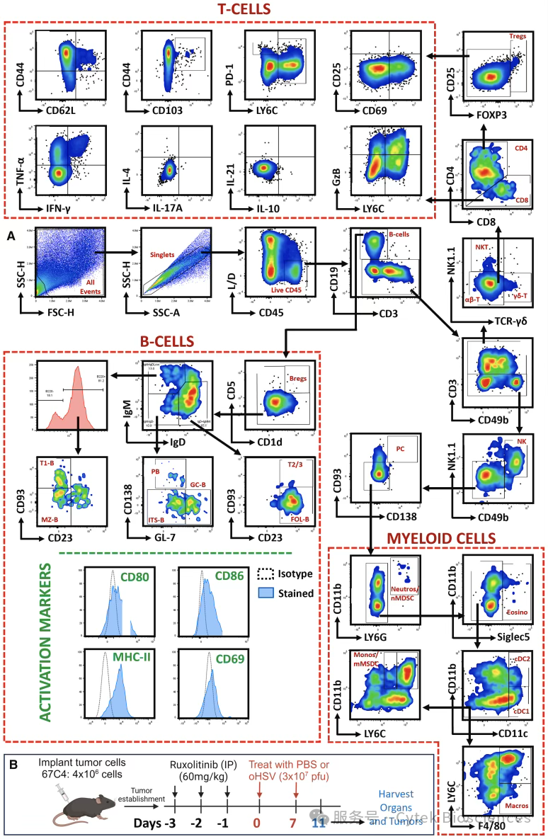 46色小鼠胞内方案，打开肿瘤免疫微环境全局性视野