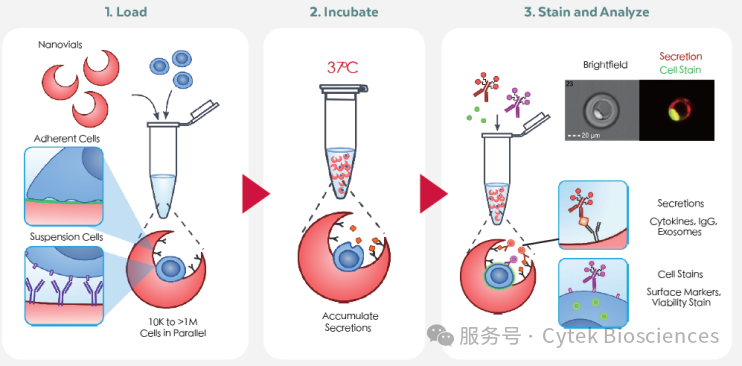 Amnis®成像流式联手Nanovial技术，开启单细胞分泌分析新纪元，不止捕获更能“看见”