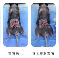 盲肠结扎穿刺法（CLP）诱导脓毒症小鼠模型