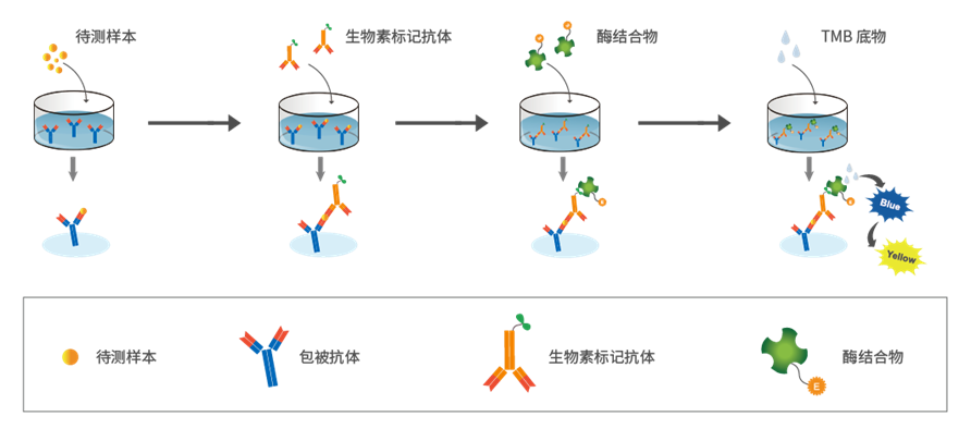 人磷酸化Tau蛋白(pT217)ELISA试剂盒