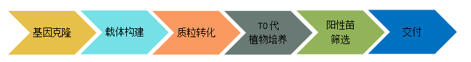 植物遗传转化服务