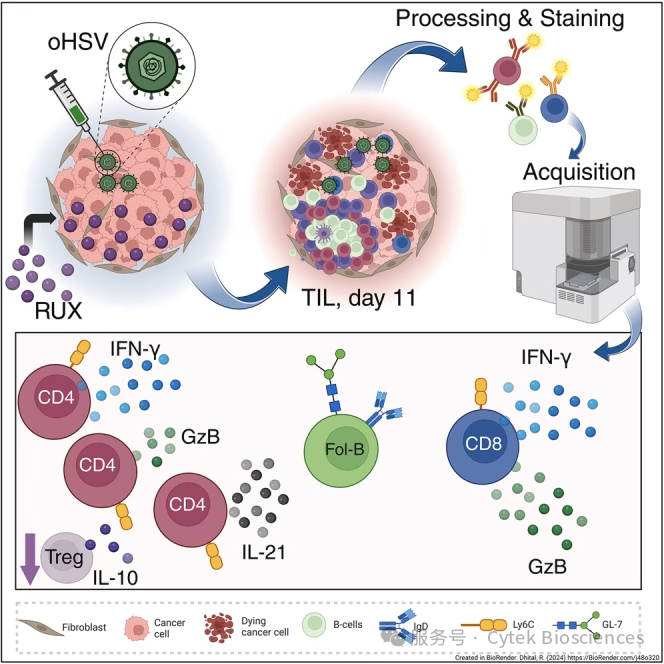 46色小鼠胞内方案，打开肿瘤免疫微环境全局性视野