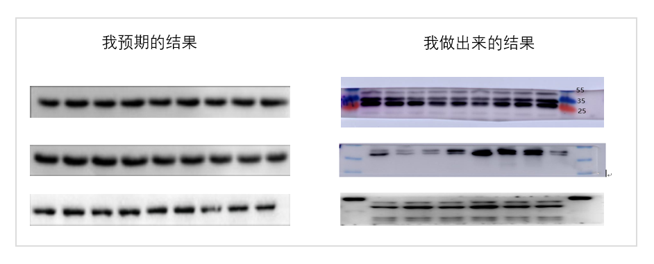 【小优细节君】 Actin也能多条带？