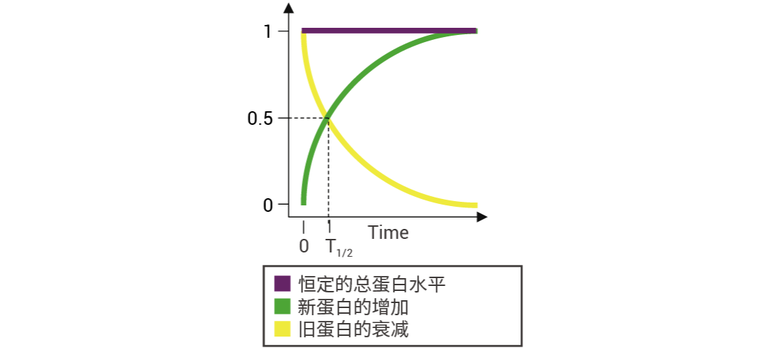 画板 107.png