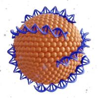 PSMA适配体修饰阳离子脂质体负载多西他赛用于前列腺癌靶向治疗