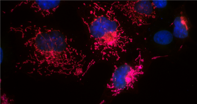 NanoTag-sdAb抗mEOS生物素现货大促，一站式采购