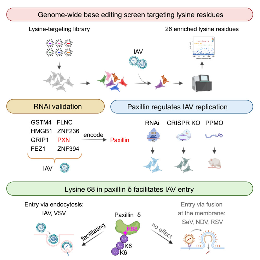 BMG LABTECH多功能酶标仪文献分享,中科院，协和医院北大等联合科研团队发表在Cell Reports 上名为 “A genome-wide base-editing screen uncovers a pivotal role of paxillin δ ubiquitination in influenza virus infection” .....