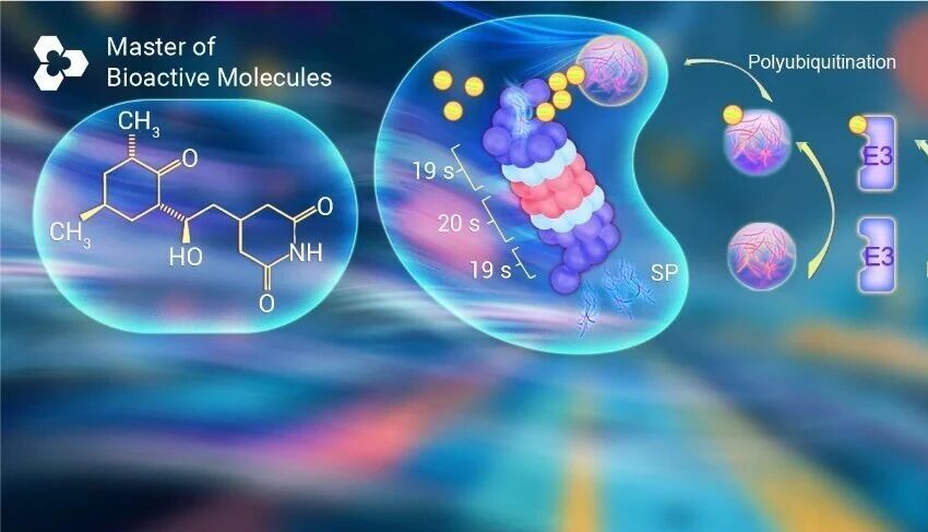 蛋白质也有半衰期! Cycloheximide (CHX) 如何给蛋白质 "算寿命"？