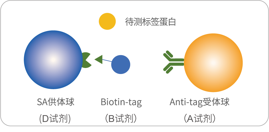 标签蛋白检测方案的新突破