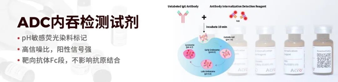 抗体开发早期为何必须全面评估Fc介导的效应功能?