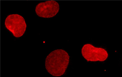 NanoTag-sdAb抗小鼠IgG2a/b光环融合现货促销，限时折扣不容错过