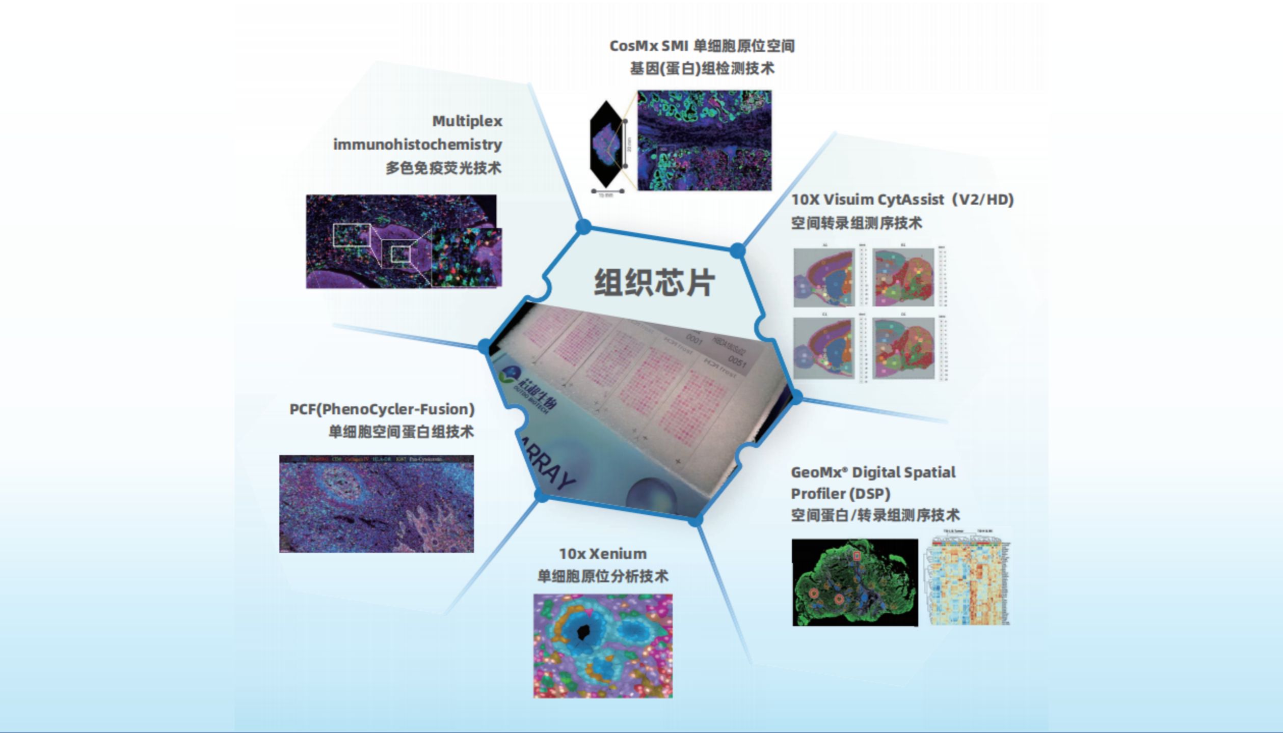 【IF=48.8】大样本和空间多组学分析-揭示小细胞肺癌异质性