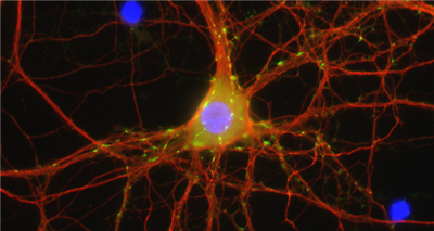 NanoTag-sdAb抗小鼠IgG2生物素，品质与优惠并重