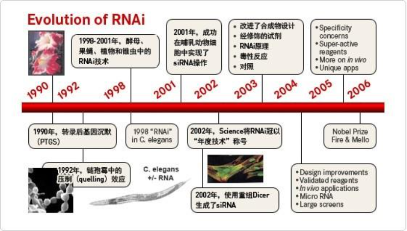 RNA干扰（RNAi）技术的原理解析与历史里程碑-赛默飞