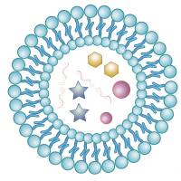 负载伊立替康的脂质体被红细胞膜包裹 IRI@Liposome@RBCm