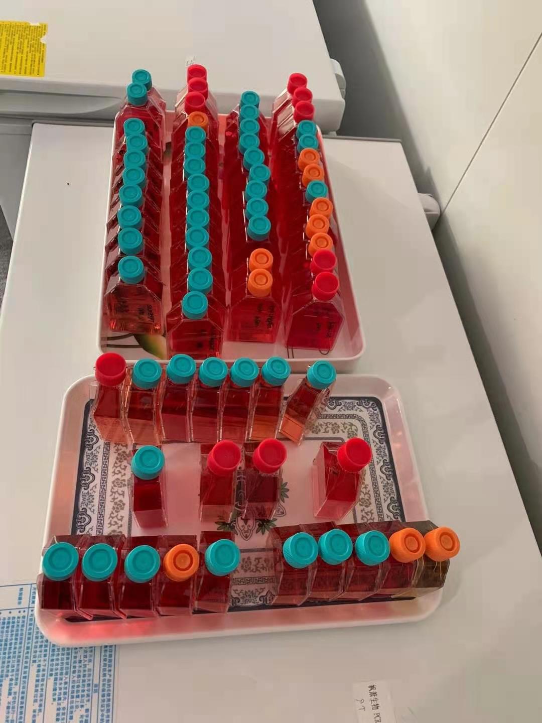 人结直肠腺癌细胞NCIH498