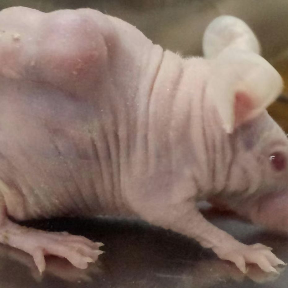 人肺腺癌A549细胞株裸小鼠移植模型