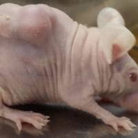 人肺腺癌A549细胞株裸小鼠移植模型