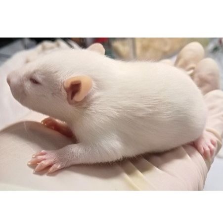 大小鼠心梗模型(MI)