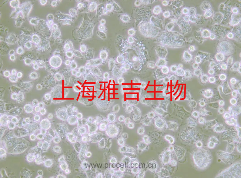 人胰腺癌细胞PANC28价格