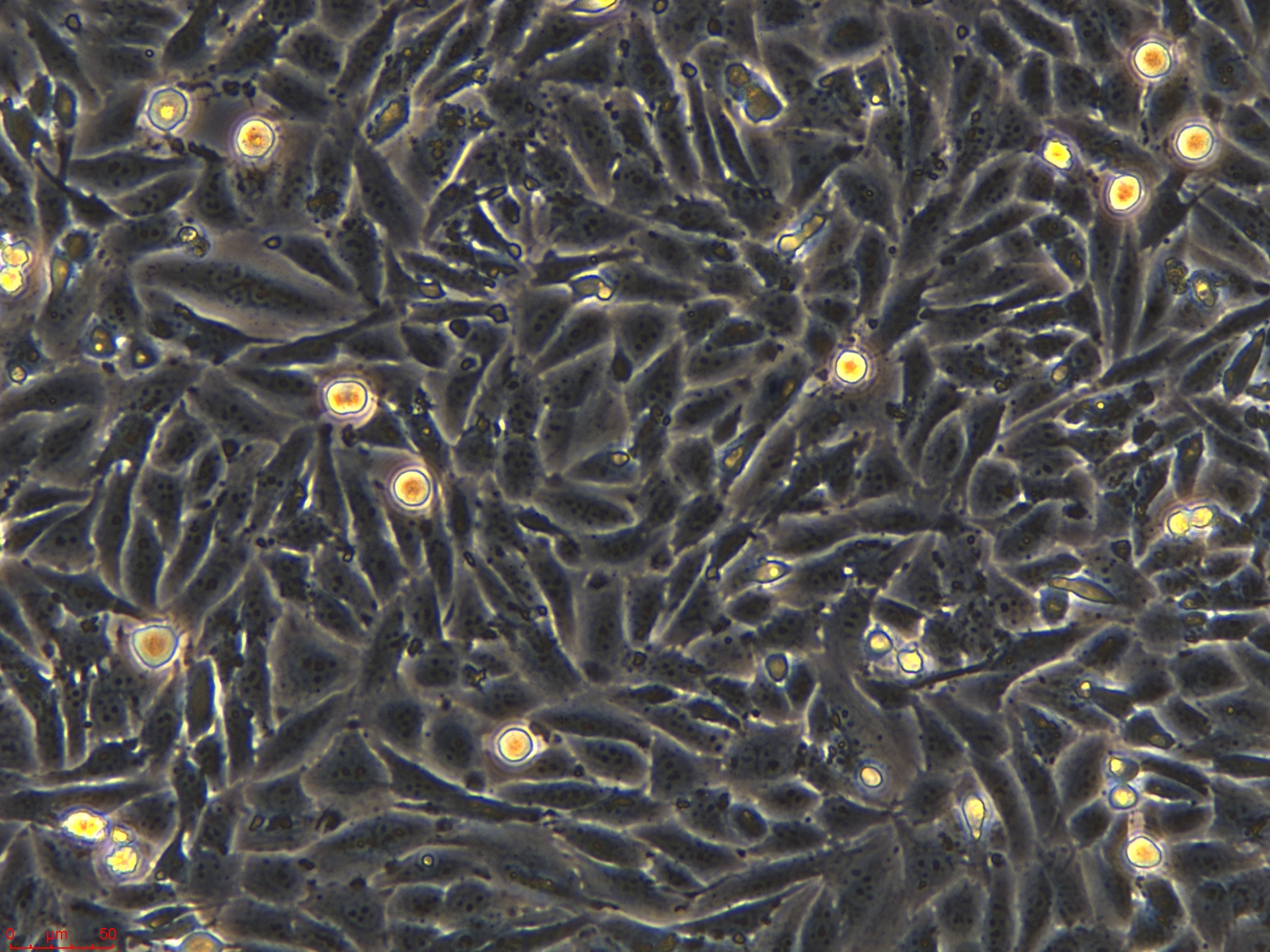 Project1_LN-18 20X_ch00.jpg