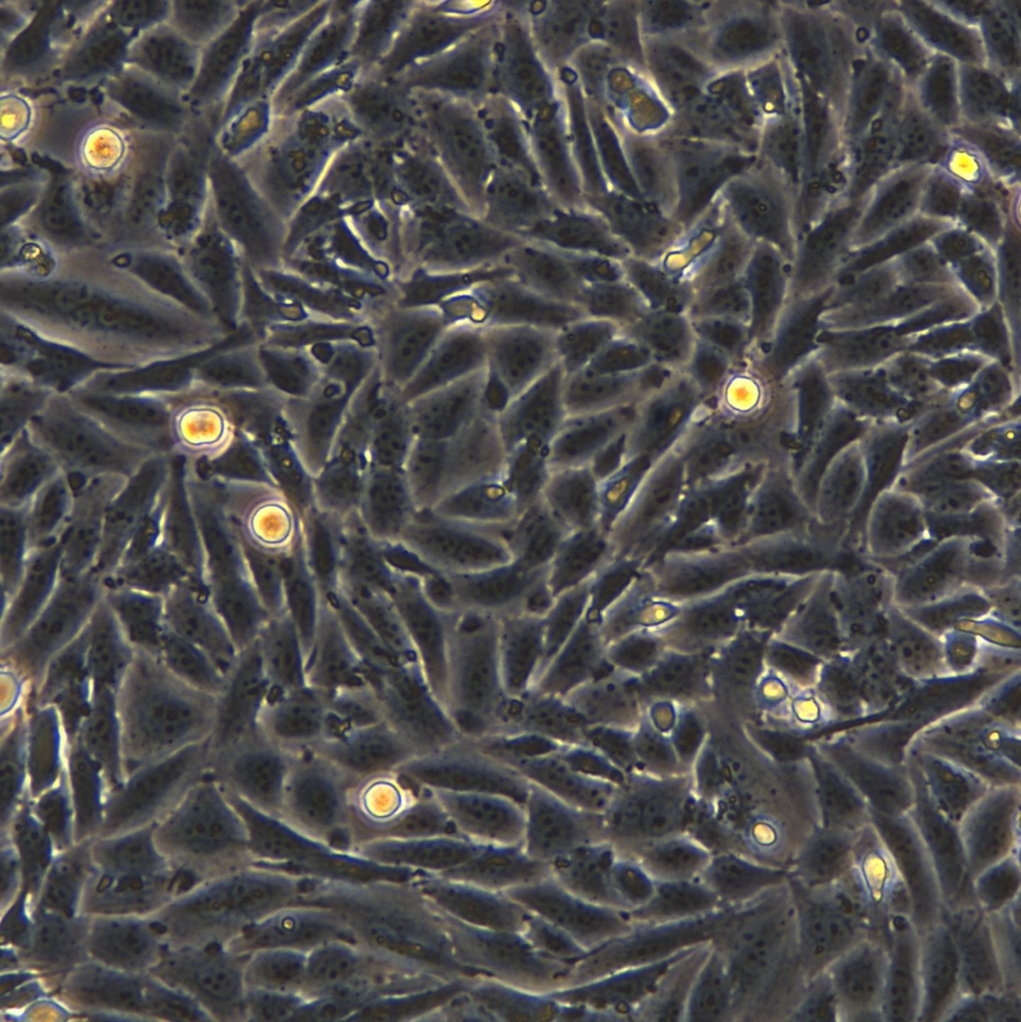 浙江(杭州)美森人脑胶质母细胞瘤细胞 LN18