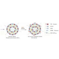 甘露糖修饰负载两性霉素B和荧光探针NBD-PE的脂质体 NBD-PE/AmB@liposome-Man