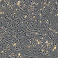 浙江(杭州)美森永生化肾微血管周细胞