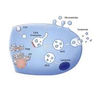 负载萝卜硫素的肺癌细胞来源的外泌体 Exosome@SFN