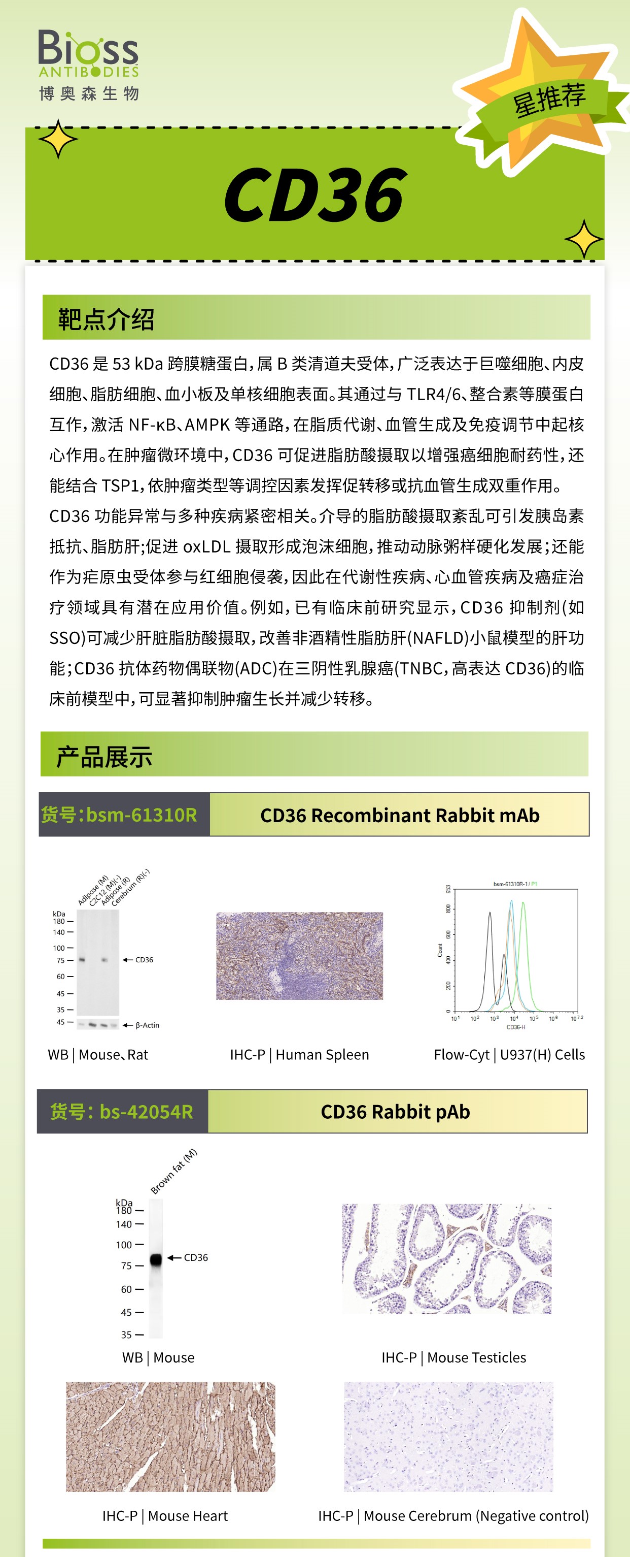Bioss 星推荐 | CD36 抗体