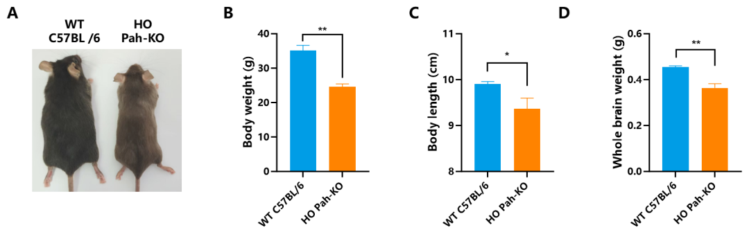 开学伊始，你的模式动物选好了吗！