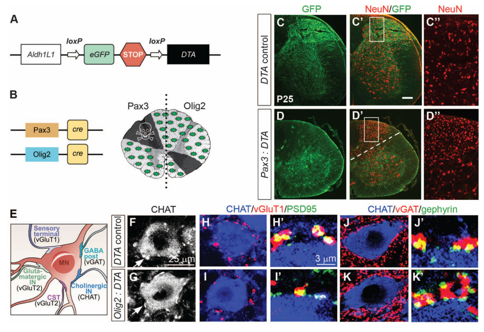 开学伊始，你的模式动物选好了吗！